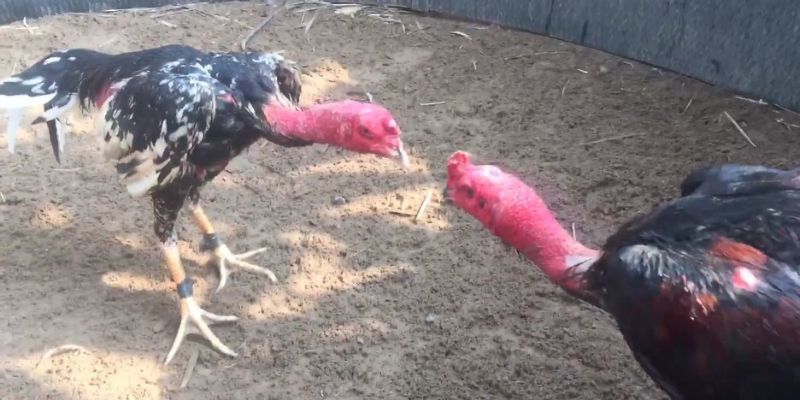 da-ga-don-789bet-chuyen-mon-cao